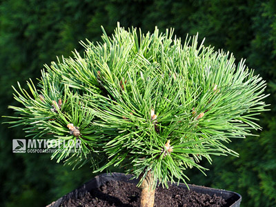 Сосна горная Бенджамин